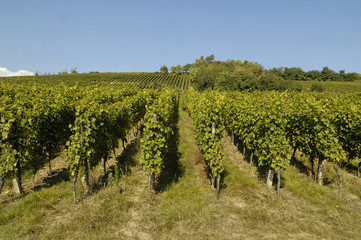 Fototapeta na wymiar Marlenheim winnica Alsace