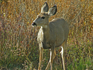 A very pretty little mule deer, near Jackson Wyoming