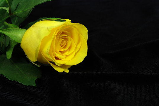 Yellow rose blossom is lying on a black silk