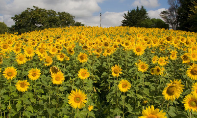 Obraz premium Sunflowers on Hill