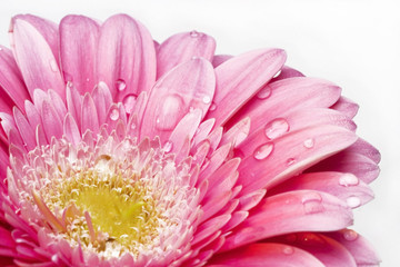 pink flower with water drops on petals