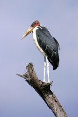 Marabou Stork