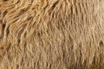 Fur background in brown tones