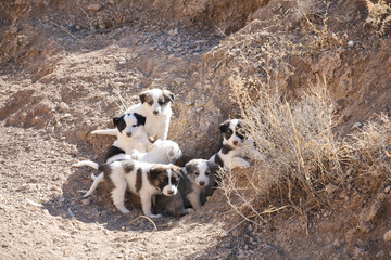 Stray puppies hiding in the burrow