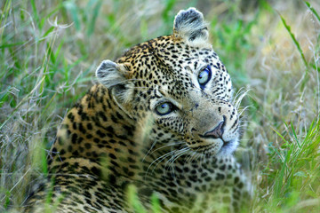 Leopard