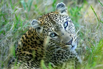Rolgordijnen Leopard © Kitch Bain