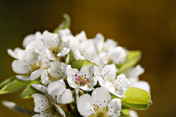 Closeup of apple tree blossoms with copyspace