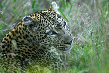 Leopard