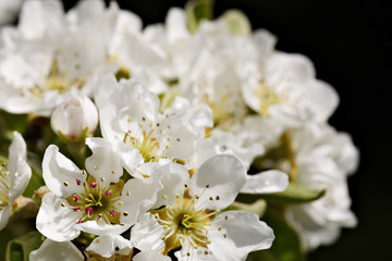 Closeup of apple tree blossoms with copyspace