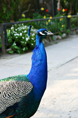 Portrait of a peacock