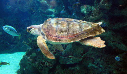 Tortue