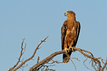 Tawny eagle (Aquila rapax)