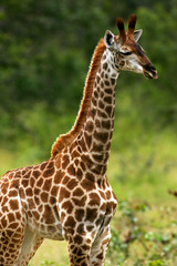 African Giraffes