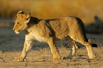 Lion cub (Panthera leo)