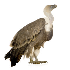 Griffon Vulture - Gyps fulvus