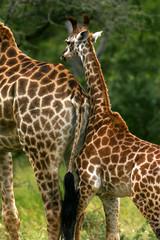 African Giraffes