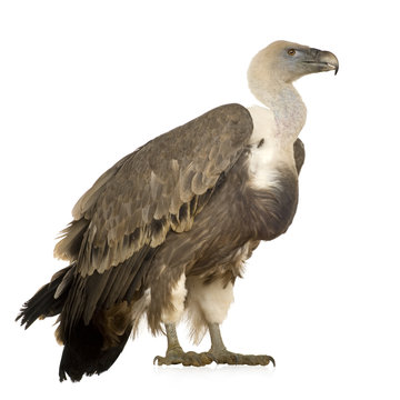 Griffon Vulture - Gyps fulvus