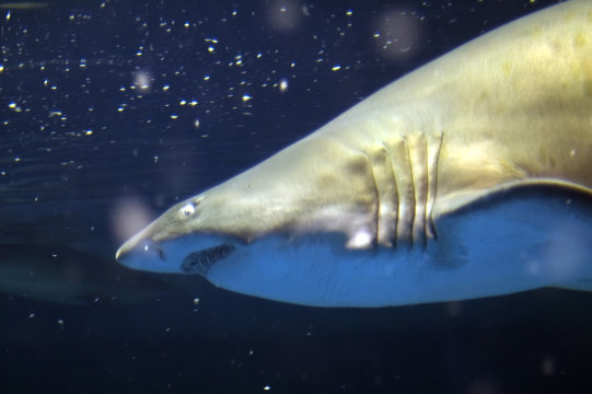 Requin