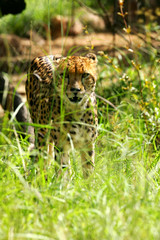 African Cheetah