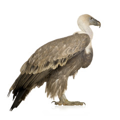 Griffon Vulture - Gyps fulvus