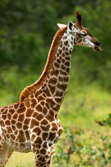 African Giraffes