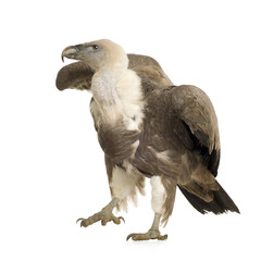 Griffon Vulture - Gyps fulvus