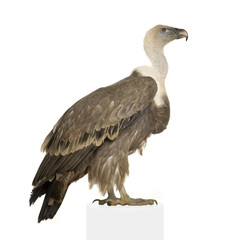 Griffon Vulture - Gyps fulvus