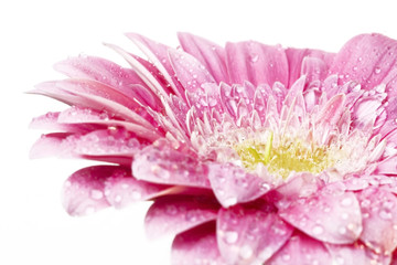 Fototapeta na wymiar pink gerber flower with water drops on petals