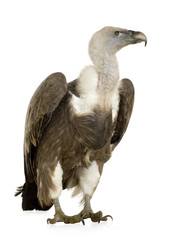 Griffon Vulture - Gyps fulvus