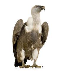 Griffon Vulture - Gyps fulvus