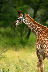 African Giraffes