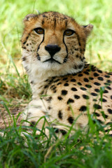African Cheetah