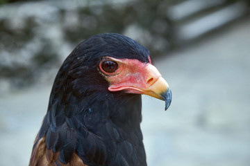 Kenya : aigle