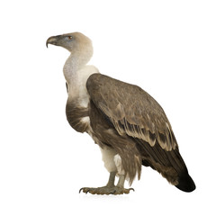 Griffon Vulture - Gyps fulvus