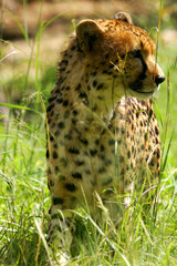 African Cheetah