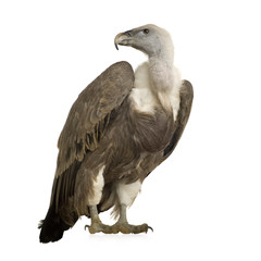 Griffon Vulture - Gyps fulvus