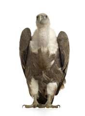 Griffon Vulture - Gyps fulvus