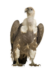 Griffon Vulture - Gyps fulvus