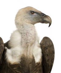 Griffon Vulture - Gyps fulvus