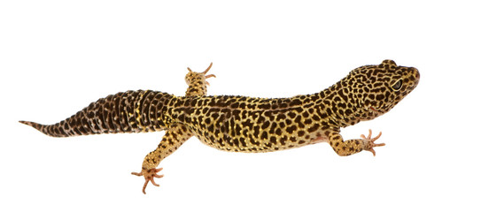 Leopard gecko in front of a white background