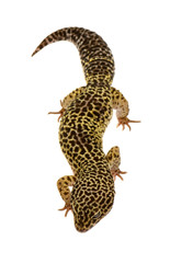 Naklejka premium Leopard gecko in front of a white background