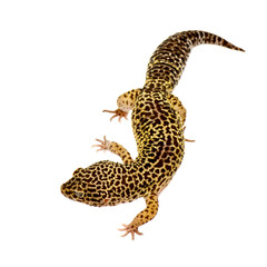 Leopard gecko in front of a white background