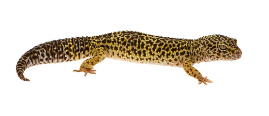 Leopard gecko in front of a white background
