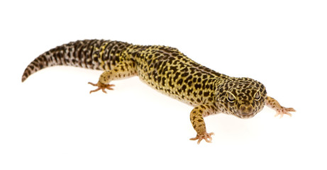 Leopard gecko in front of a white background