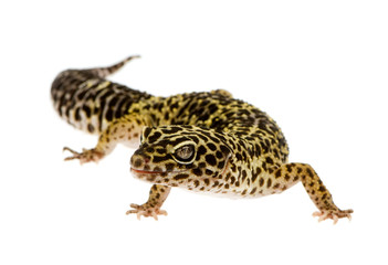 Leopard gecko in front of a white background