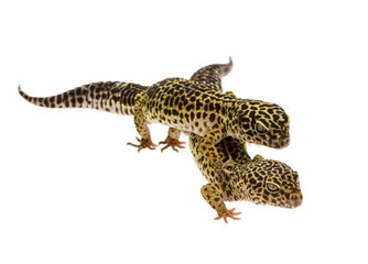 Leopard gecko in front of a white background