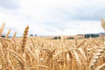 golden corn