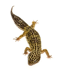 Leopard gecko in front of a white background