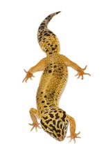 Naklejka premium Leopard gecko in front of a white background