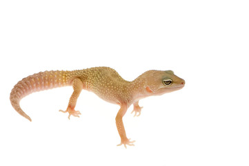 Leopard gecko in front of a white background